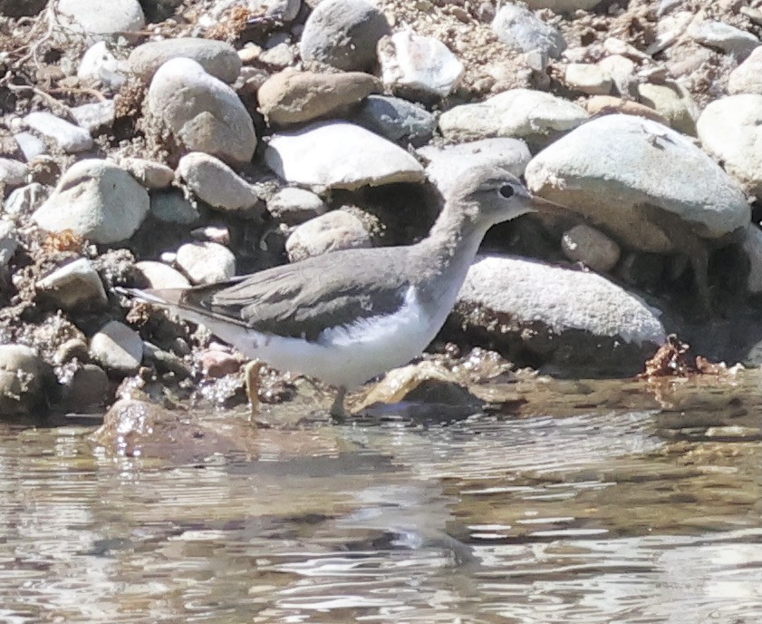 Spotted Sandpiper - ML617176312