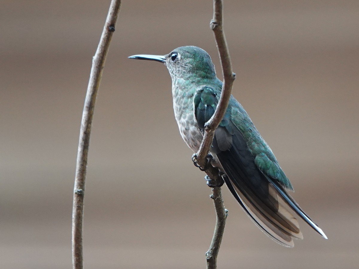kolibřík skvrnitoprsý - ML617176320