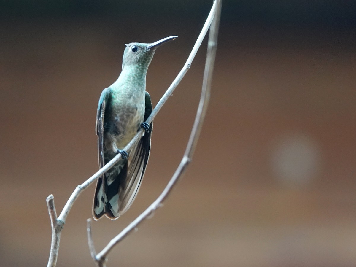 Scaly-breasted Hummingbird - Liz Soria