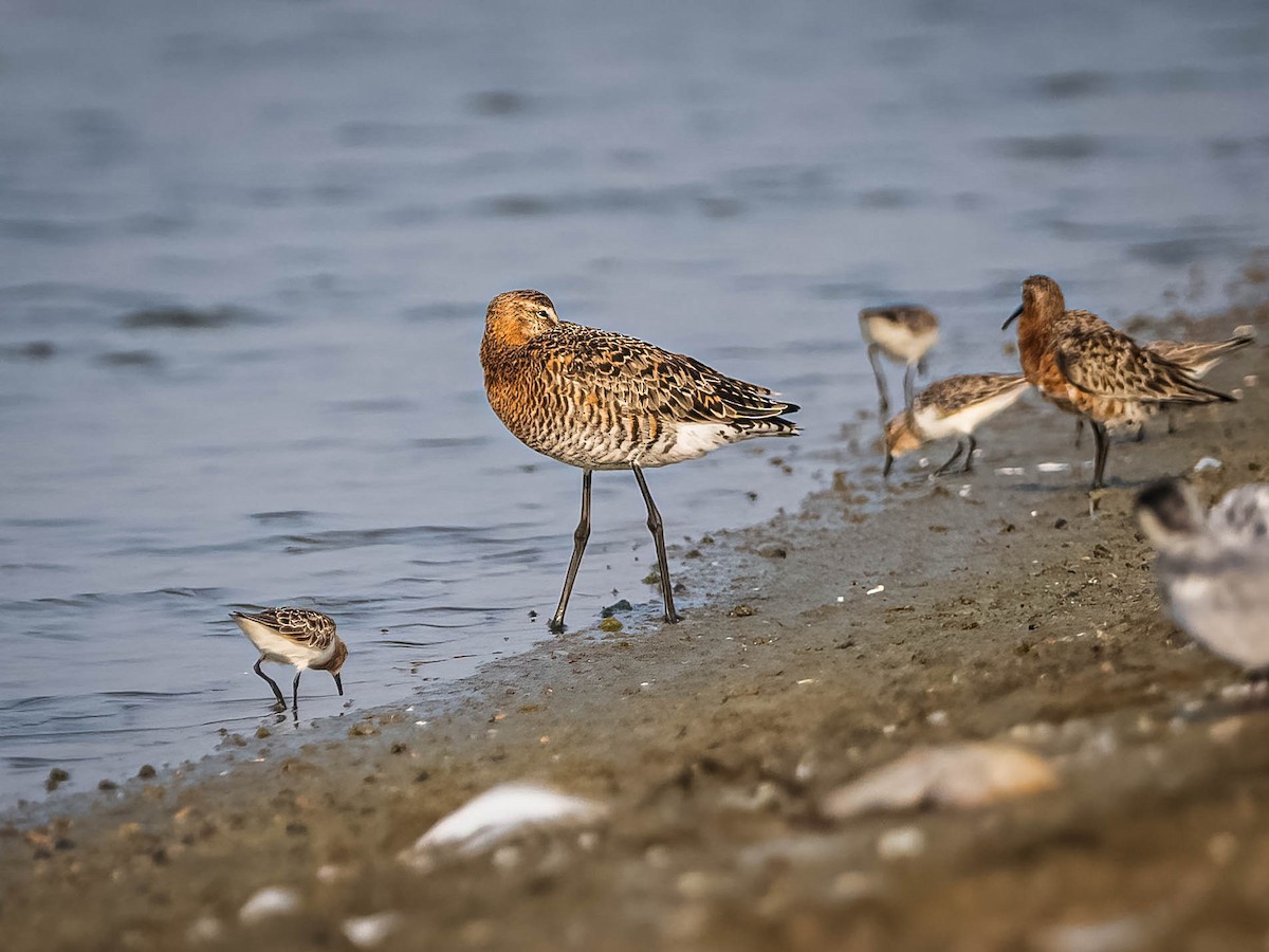 Bar-tailed Godwit - ML617176335