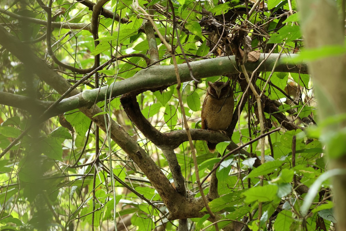 White-fronted Scops-Owl - Phuwarin Suchartbunmak