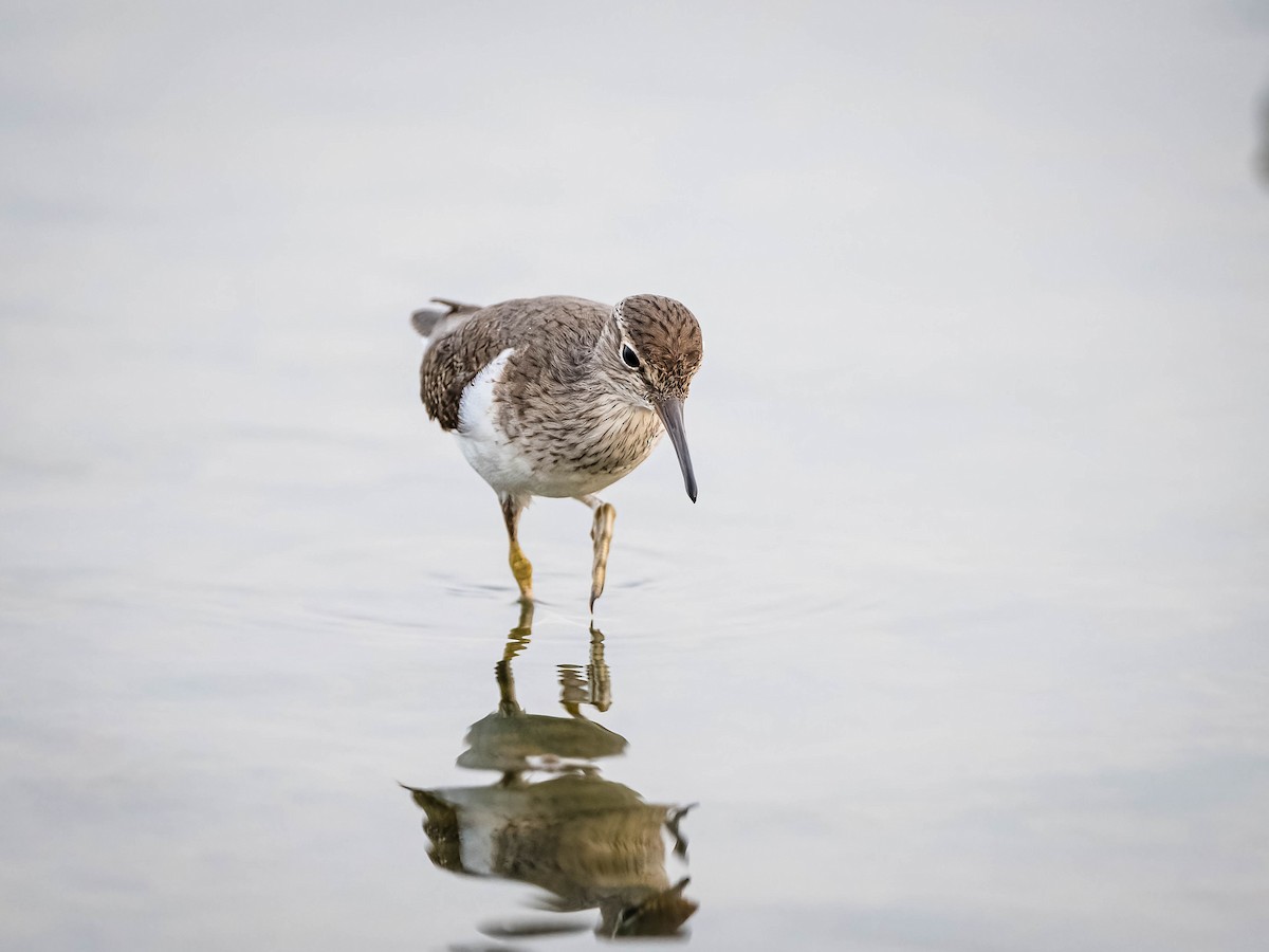 Common Sandpiper - ML617176357