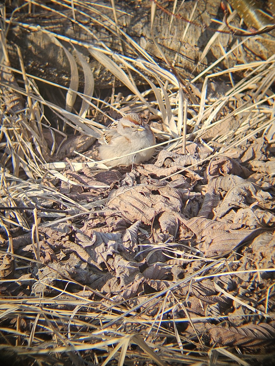 American Tree Sparrow - ML617176373