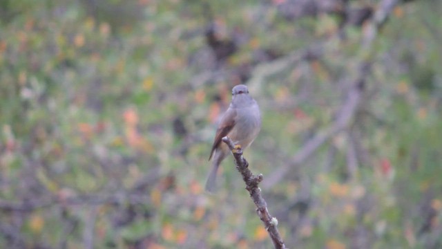 Patagonian Tyrant - ML617176464