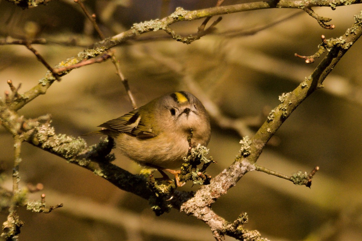 Goldcrest - ML617176466