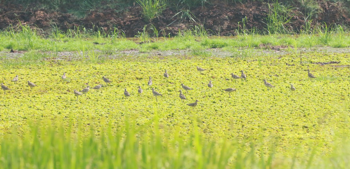 Pacific Golden-Plover - ML617176472