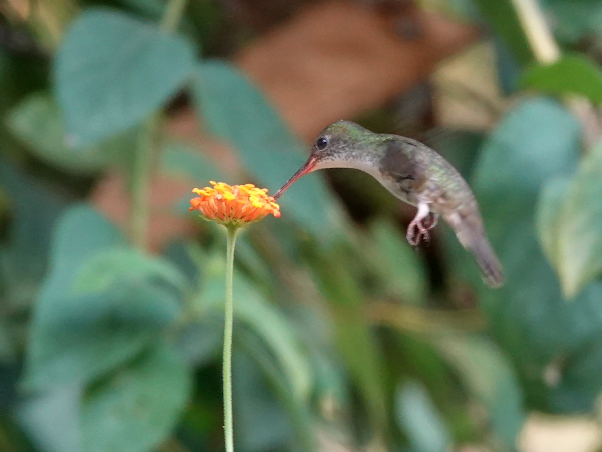 kolibřík helikóniový - ML617176483