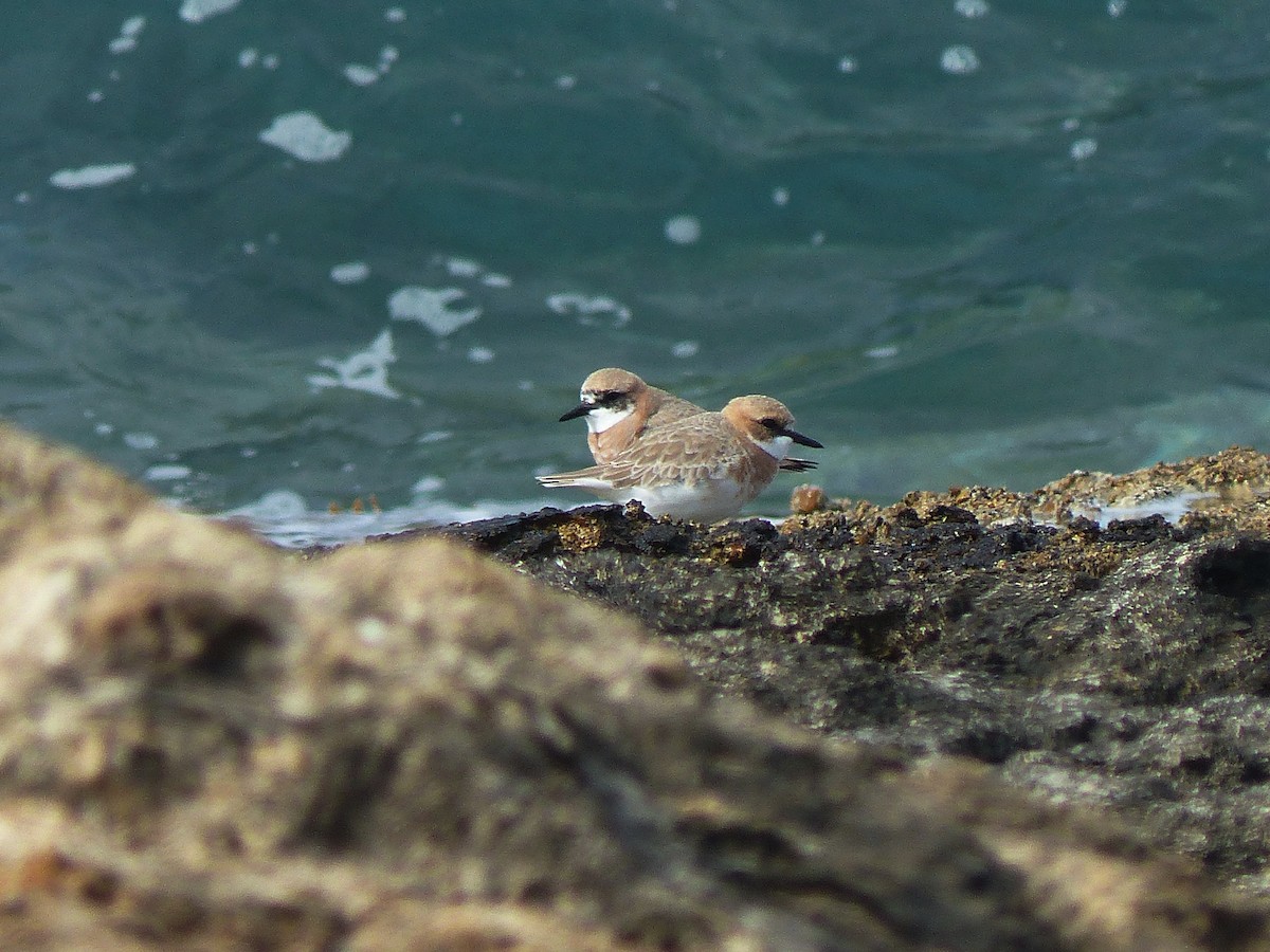 Greater Sand-Plover - Alan Whitehead