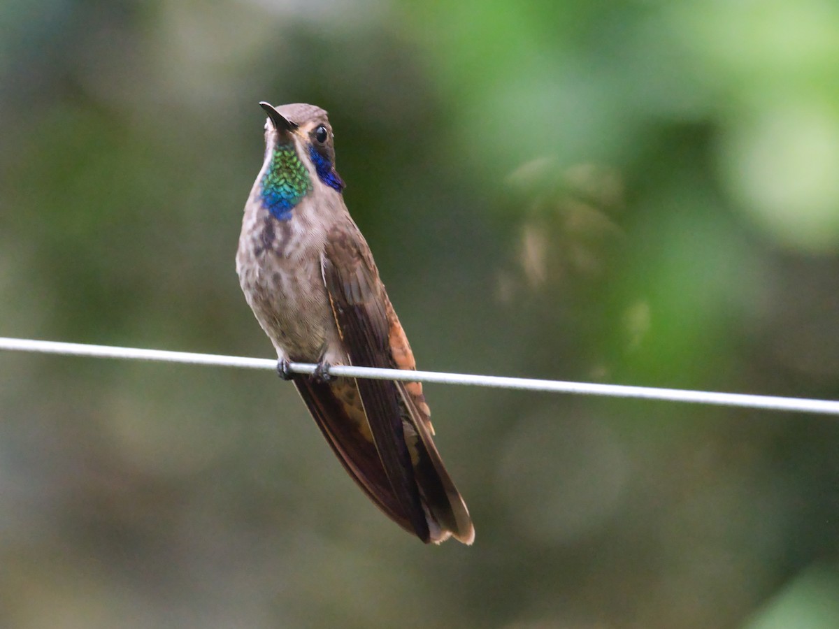 kolibřík fialovouchý - ML617176527