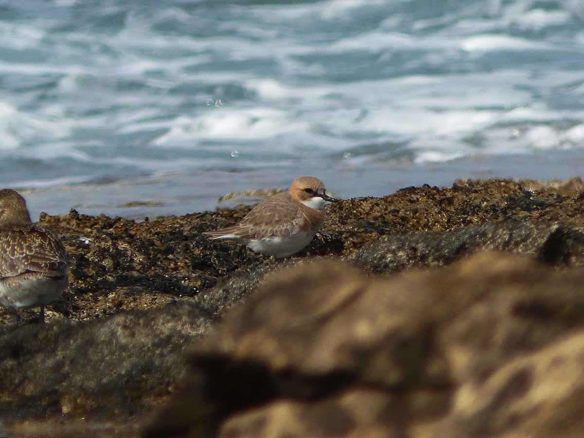 Greater Sand-Plover - ML617176574