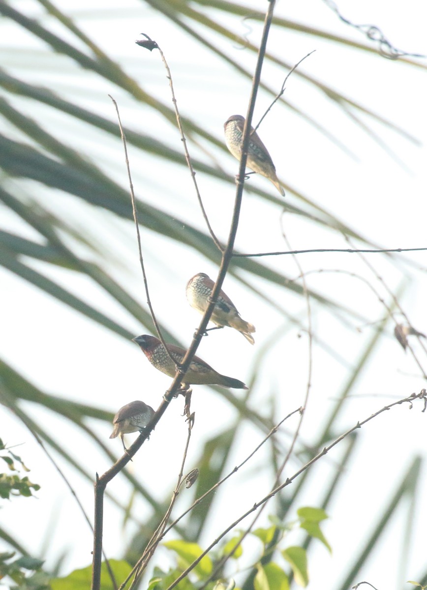 Scaly-breasted Munia - ML617176590