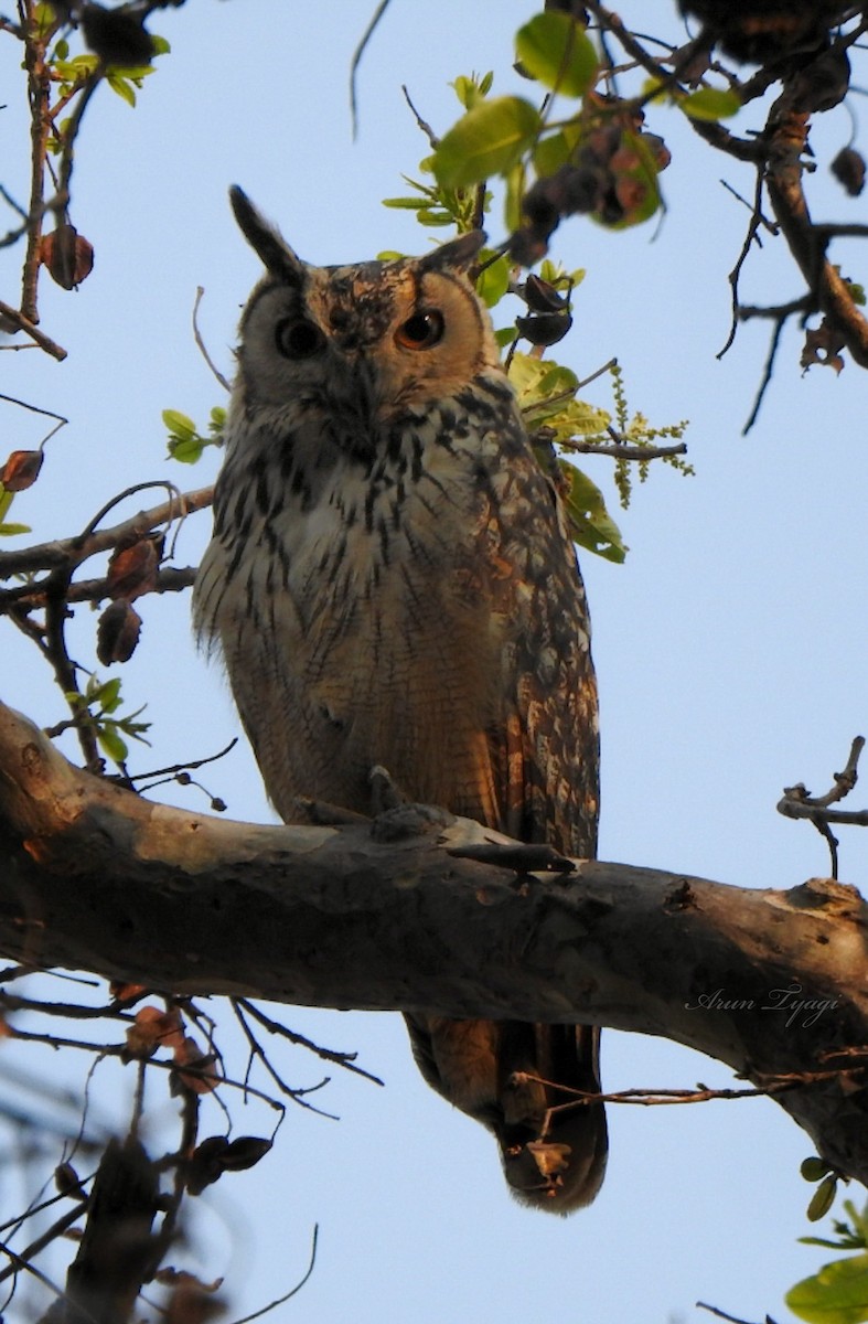 Rock Eagle-Owl - ML617176591