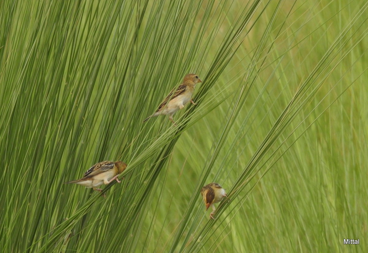 Black-breasted Weaver - ML61717661