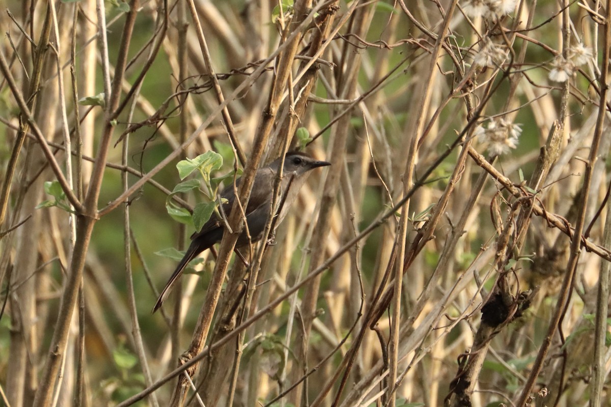 Gray Catbird - ML617176616