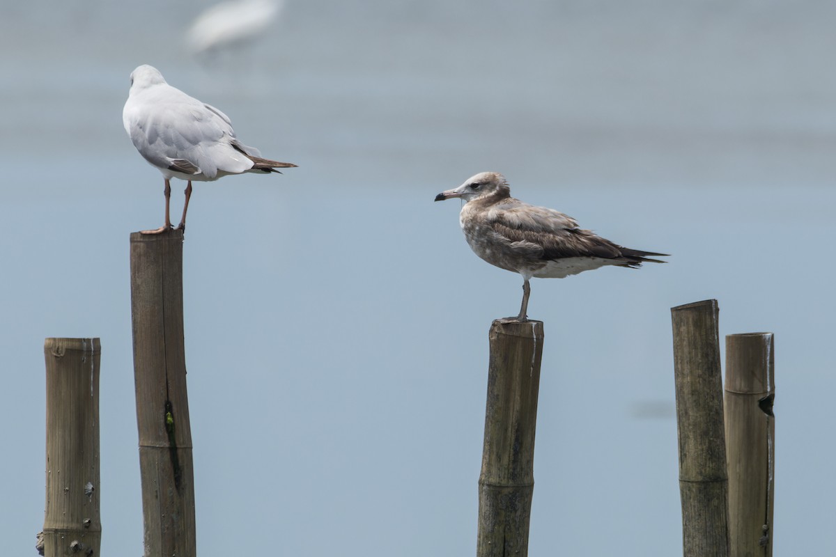 Black-tailed Gull - ML617176655