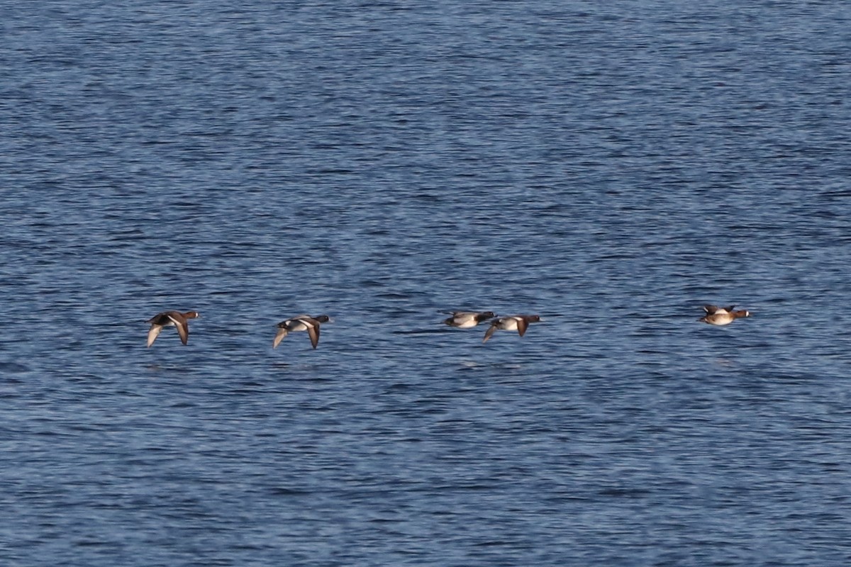 Lesser Scaup - Alex Plamondon