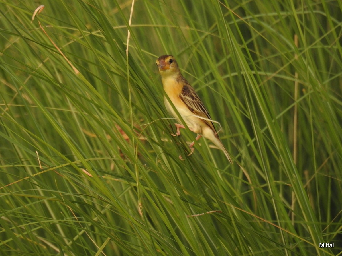 Black-breasted Weaver - ML61717671