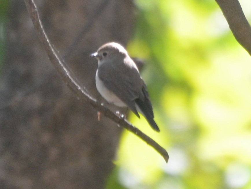 Taiga/Red-breasted Flycatcher - ML617176715