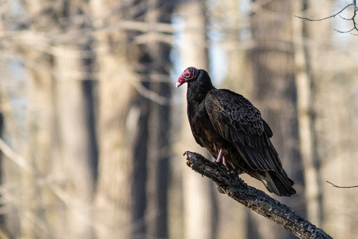 Turkey Vulture - ML617176729