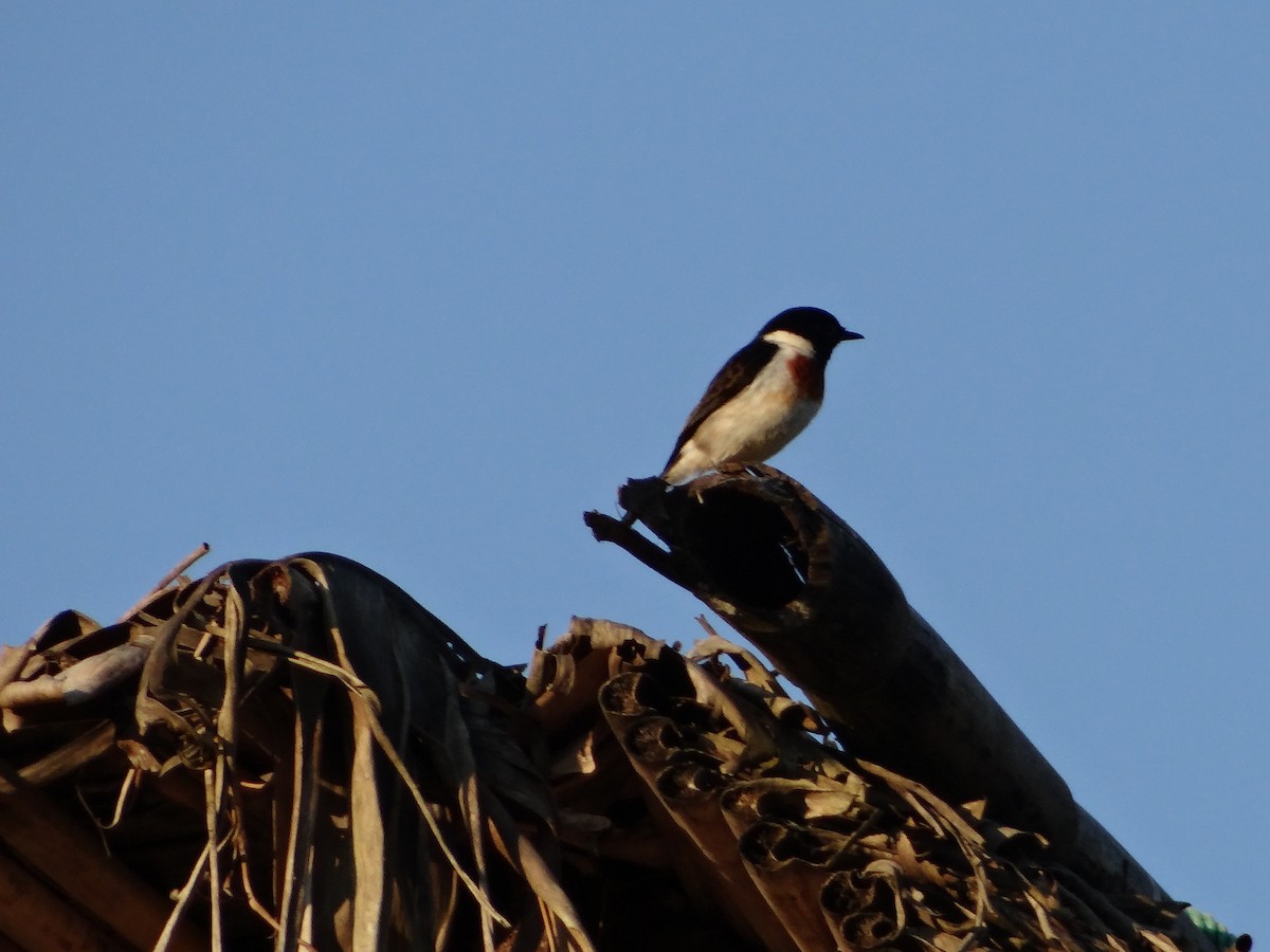 African Stonechat (Madagascar) - ML617176751