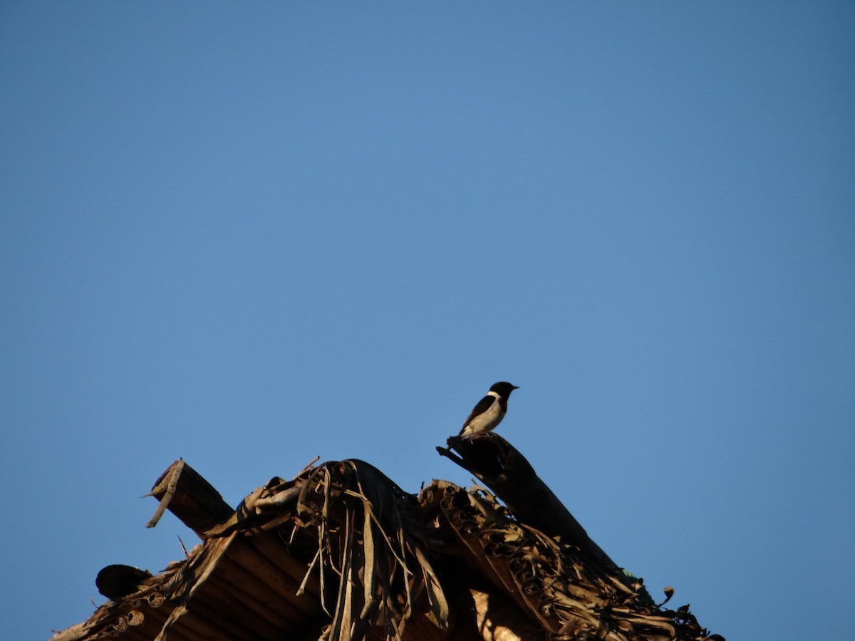 African Stonechat (Madagascar) - ML617176752