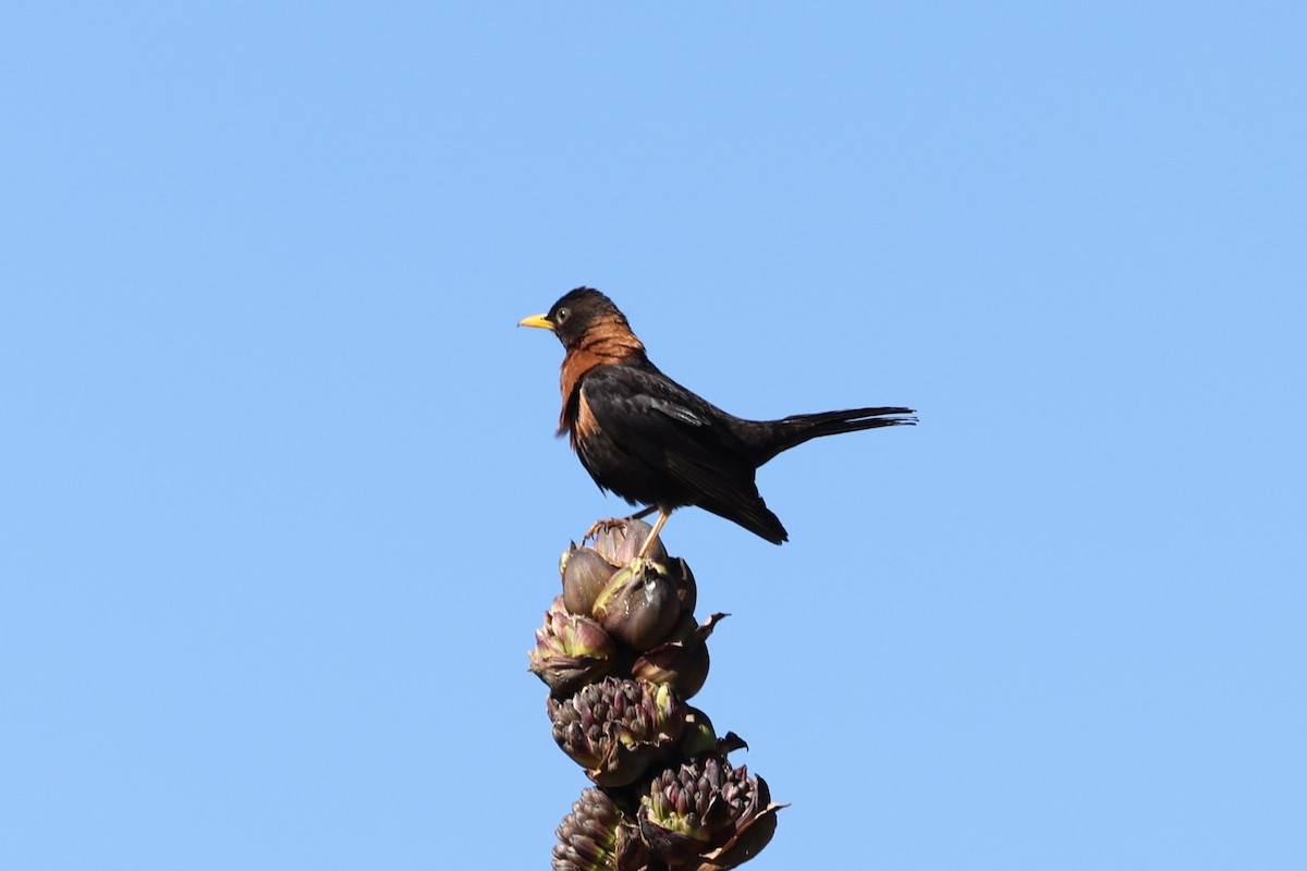 Rufous-collared Robin - Charles Davies