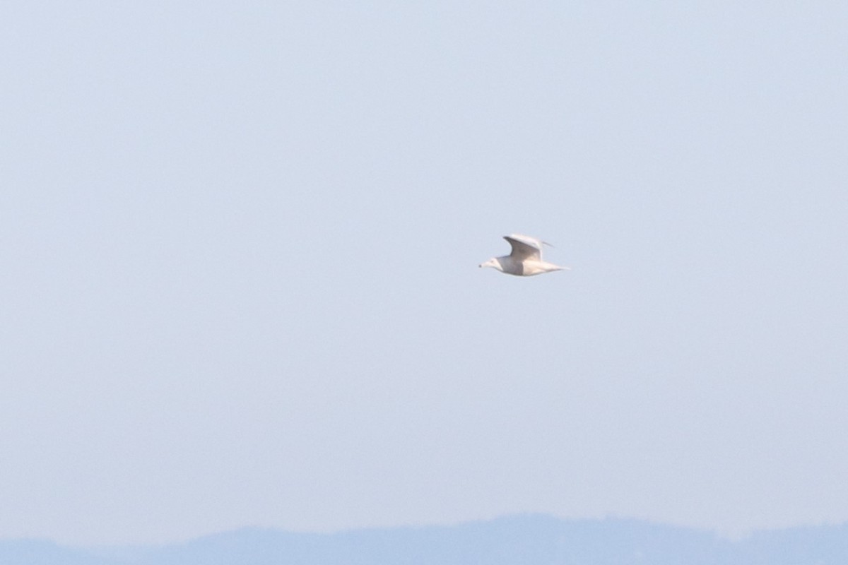 Glaucous Gull - ML617176767