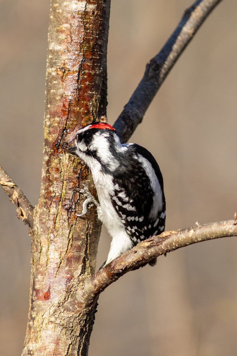 Hairy Woodpecker - ML617176772