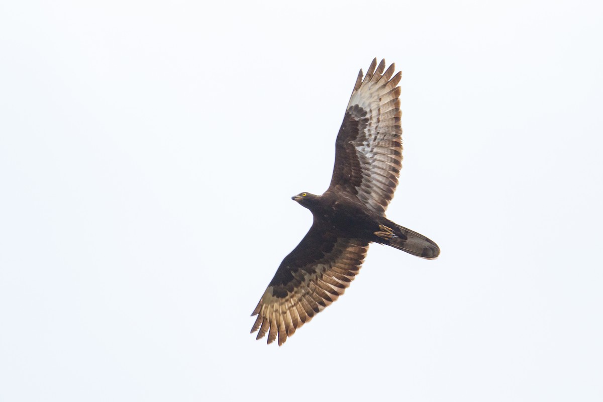 European Honey-buzzard - ML617176773