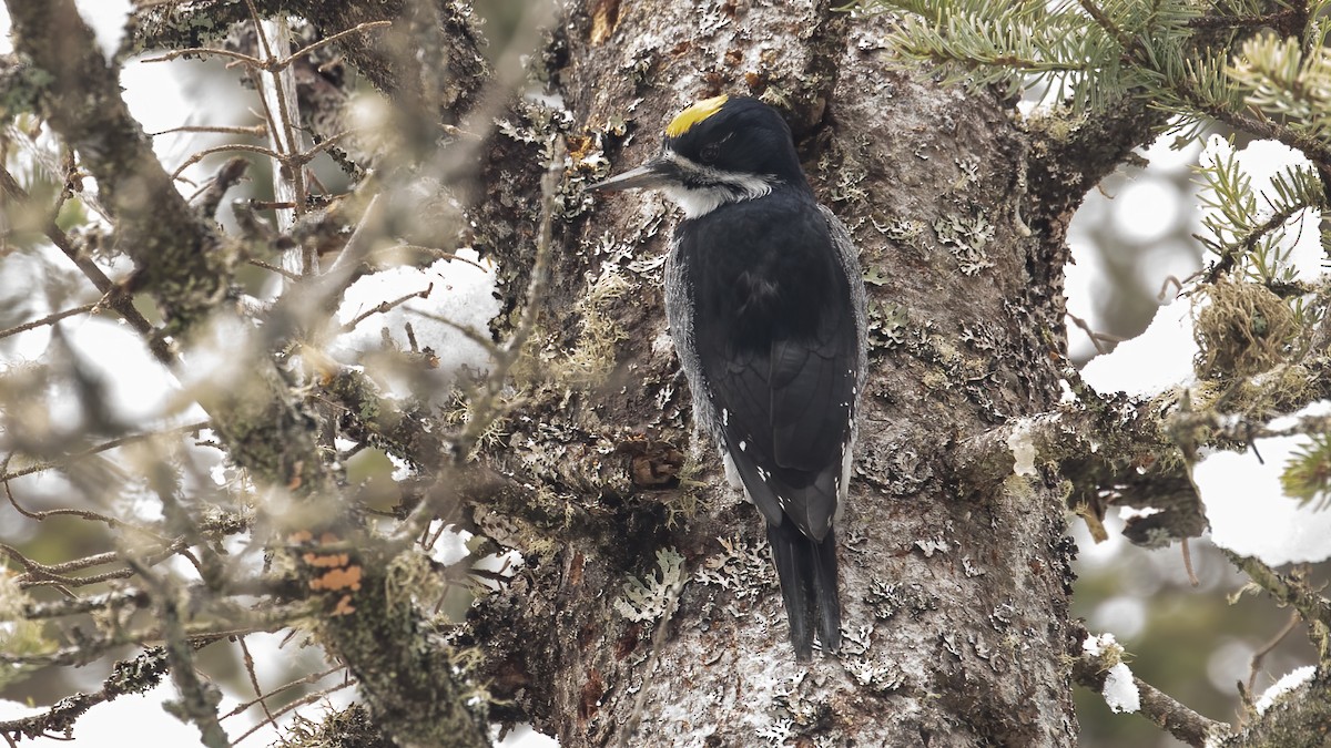 Black-backed Woodpecker - ML617176775