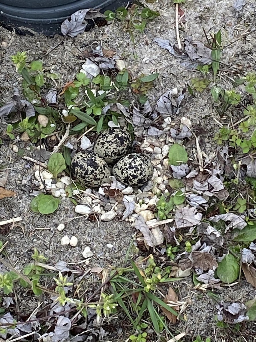 Killdeer - ML617176827