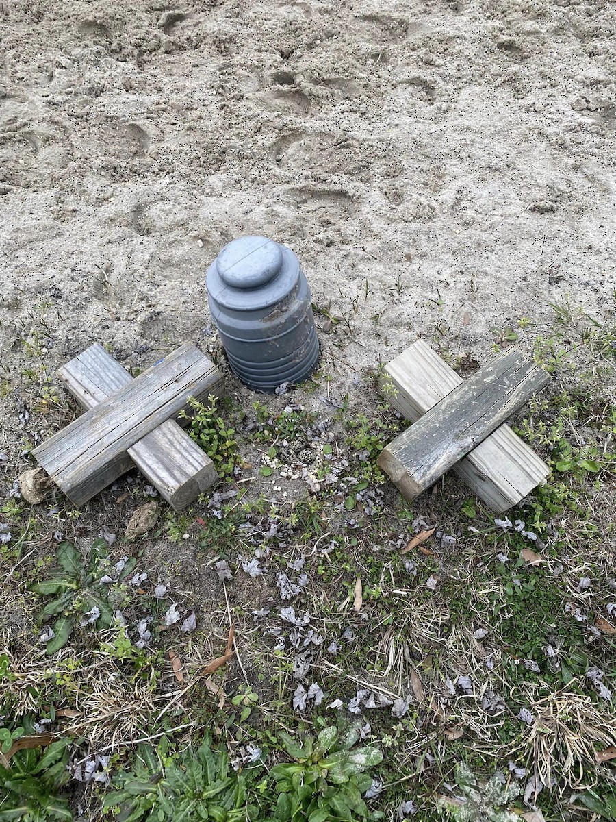 Killdeer - ML617176828