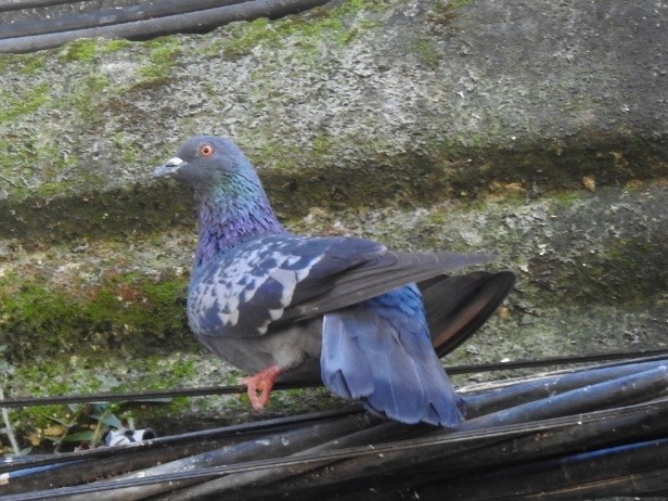Rock Pigeon (Feral Pigeon) - ML617176854