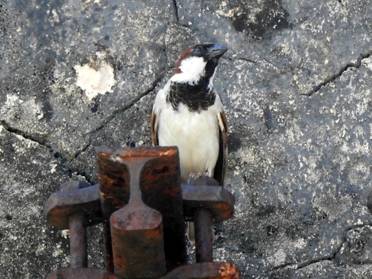 House Sparrow - ML617176878