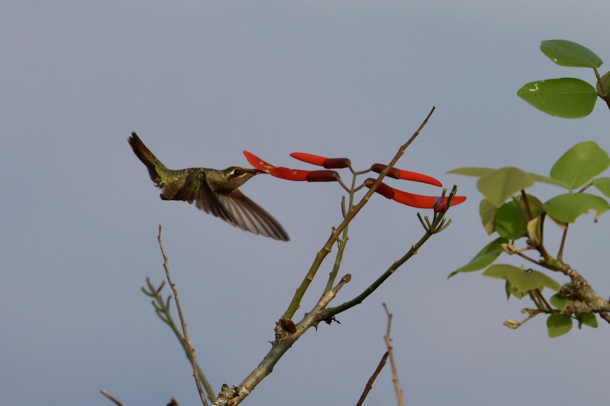 Colibrí Magnífico - ML617176879