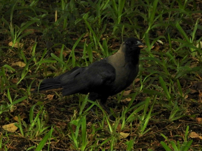 House Crow - ML617176892