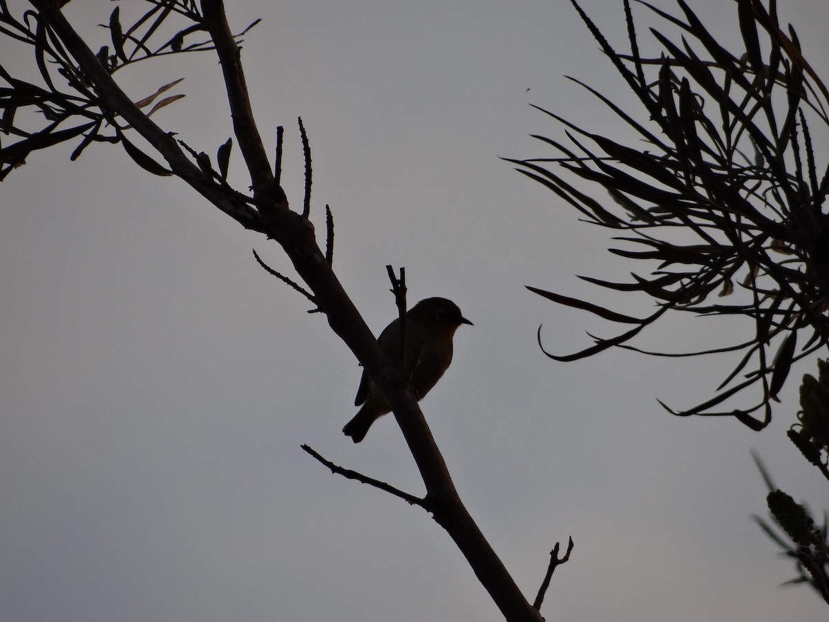 Madagaskarbrillenvogel - ML617176894