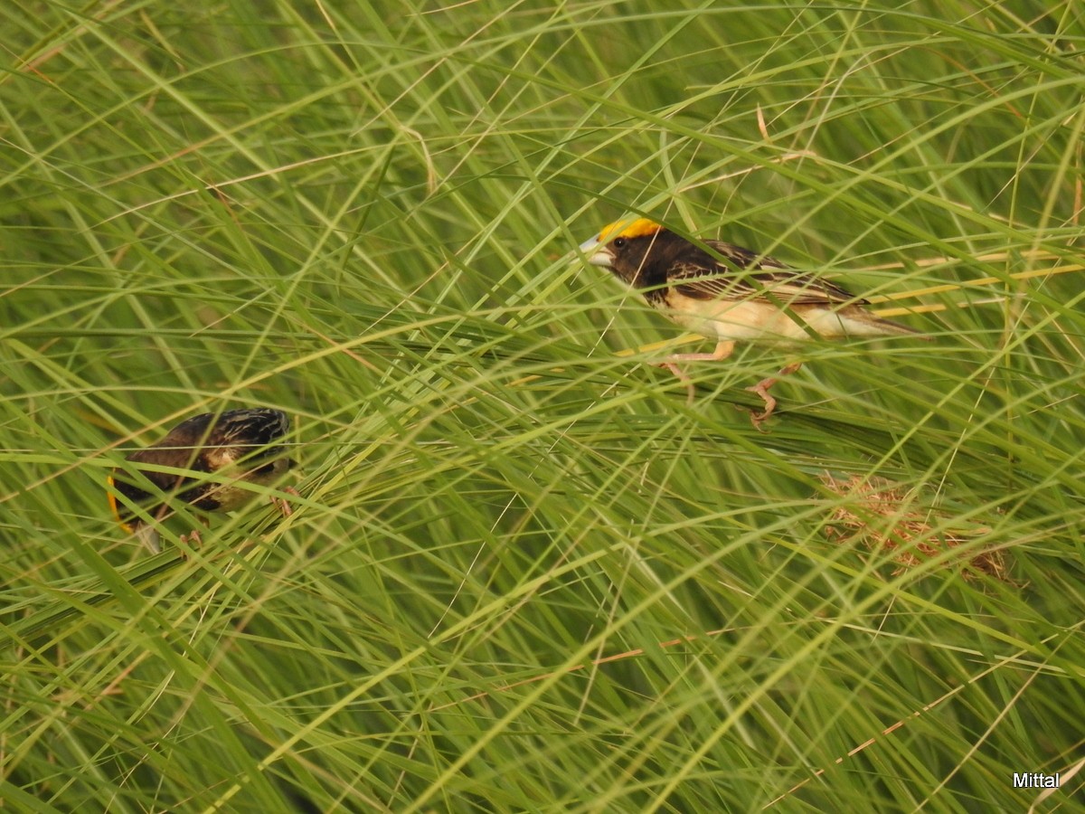 Black-breasted Weaver - ML61717691