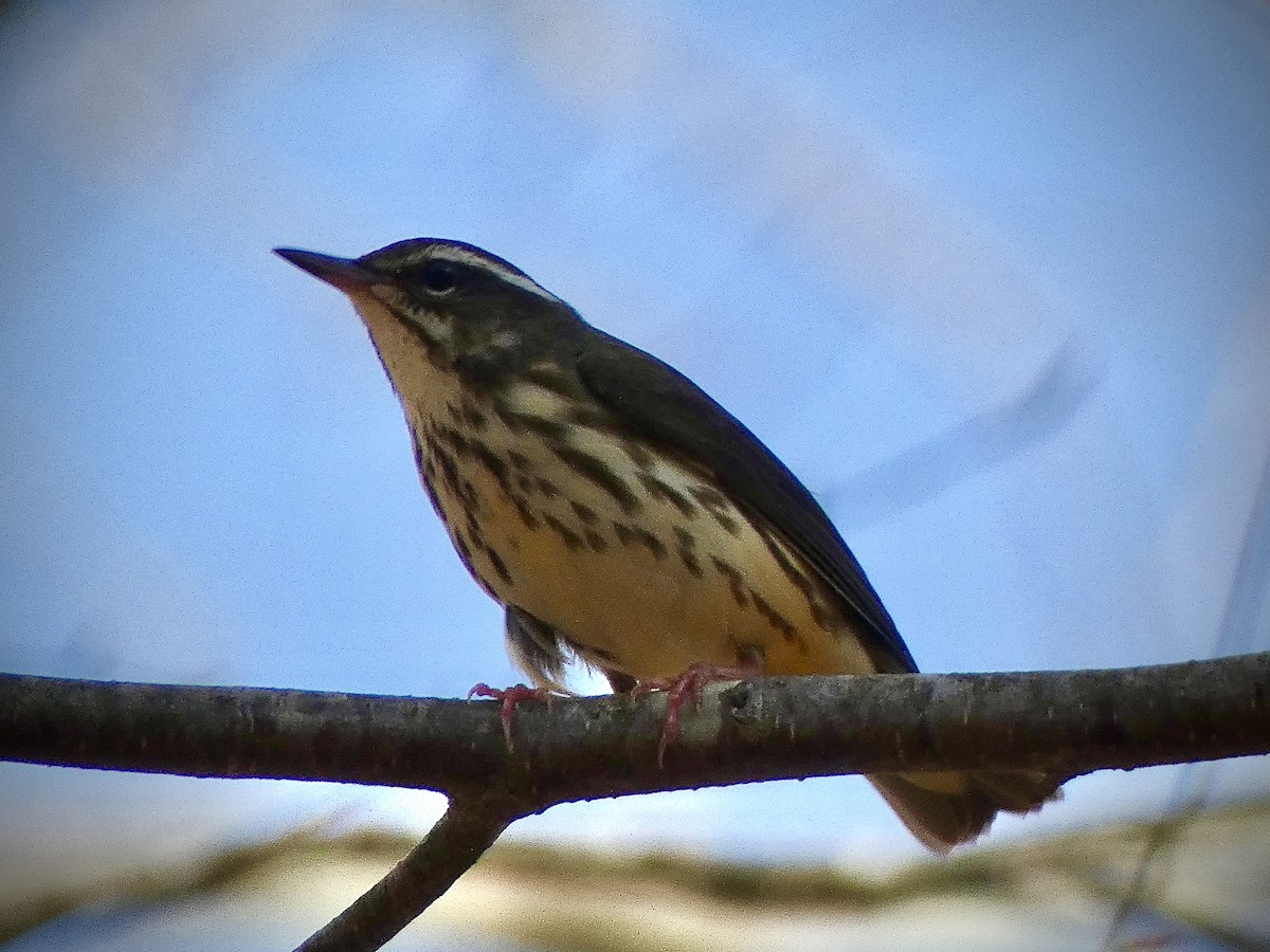 Louisiana Waterthrush - ML617176927
