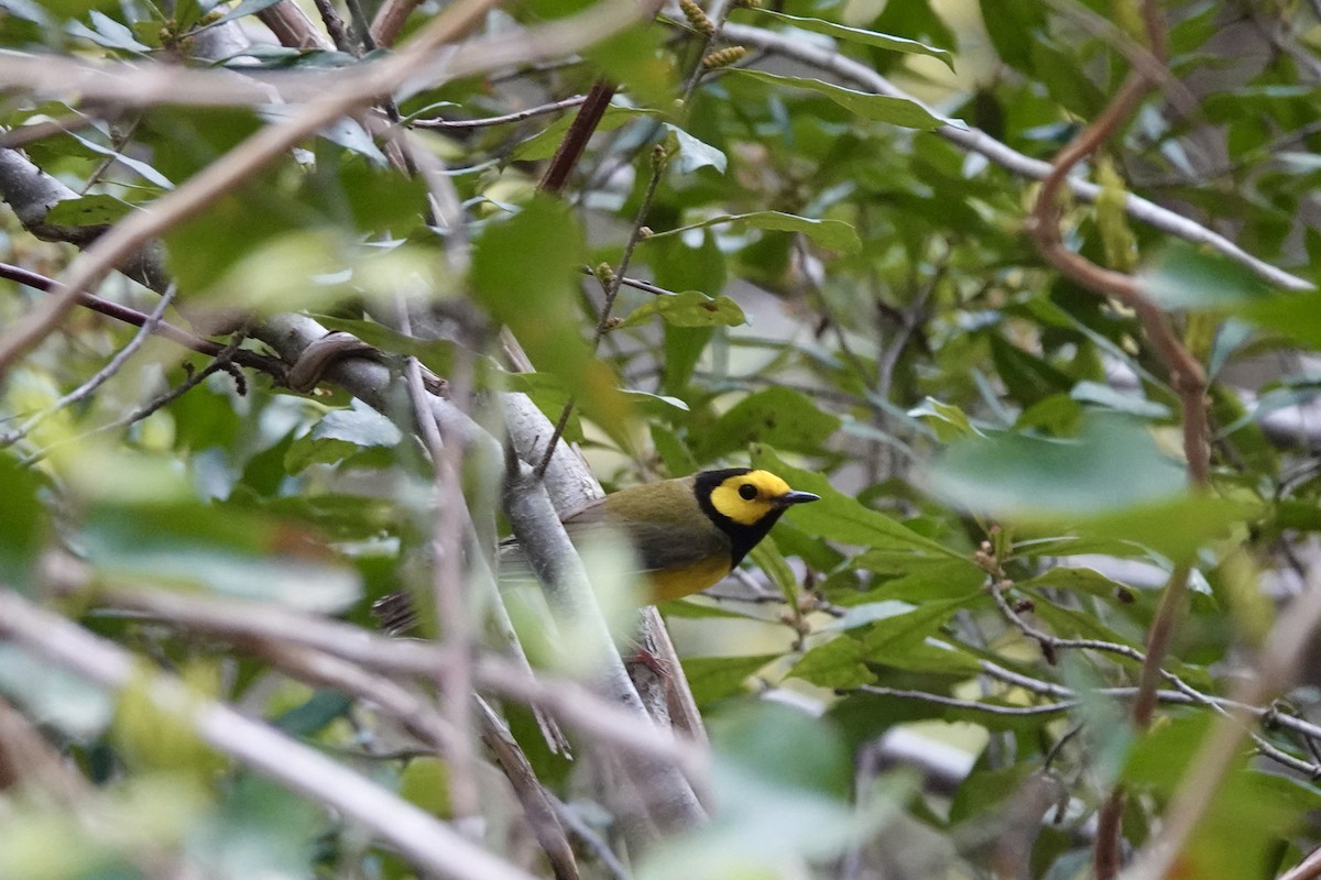 Hooded Warbler - June McDaniels