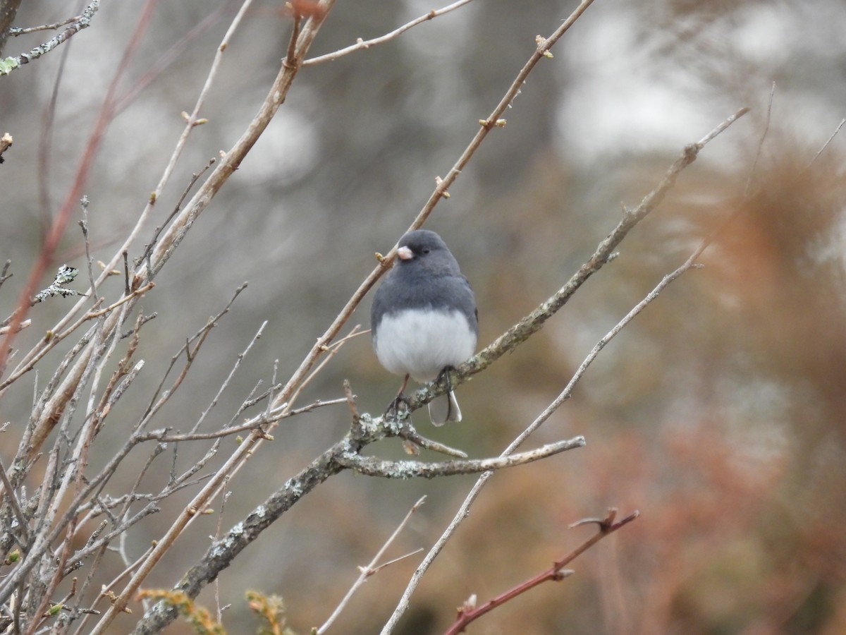 Dark-eyed Junco - ML617176942