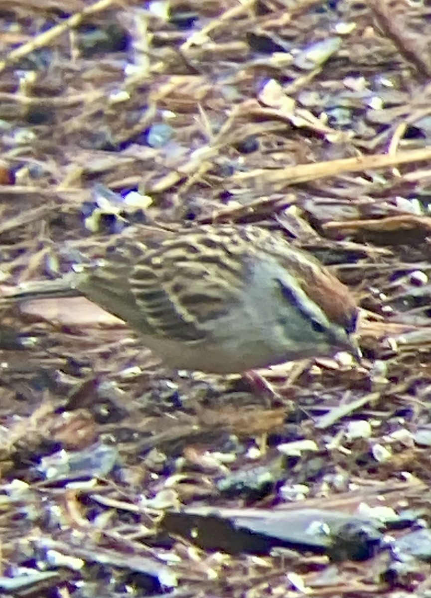 Chipping Sparrow - Thomas Sanders