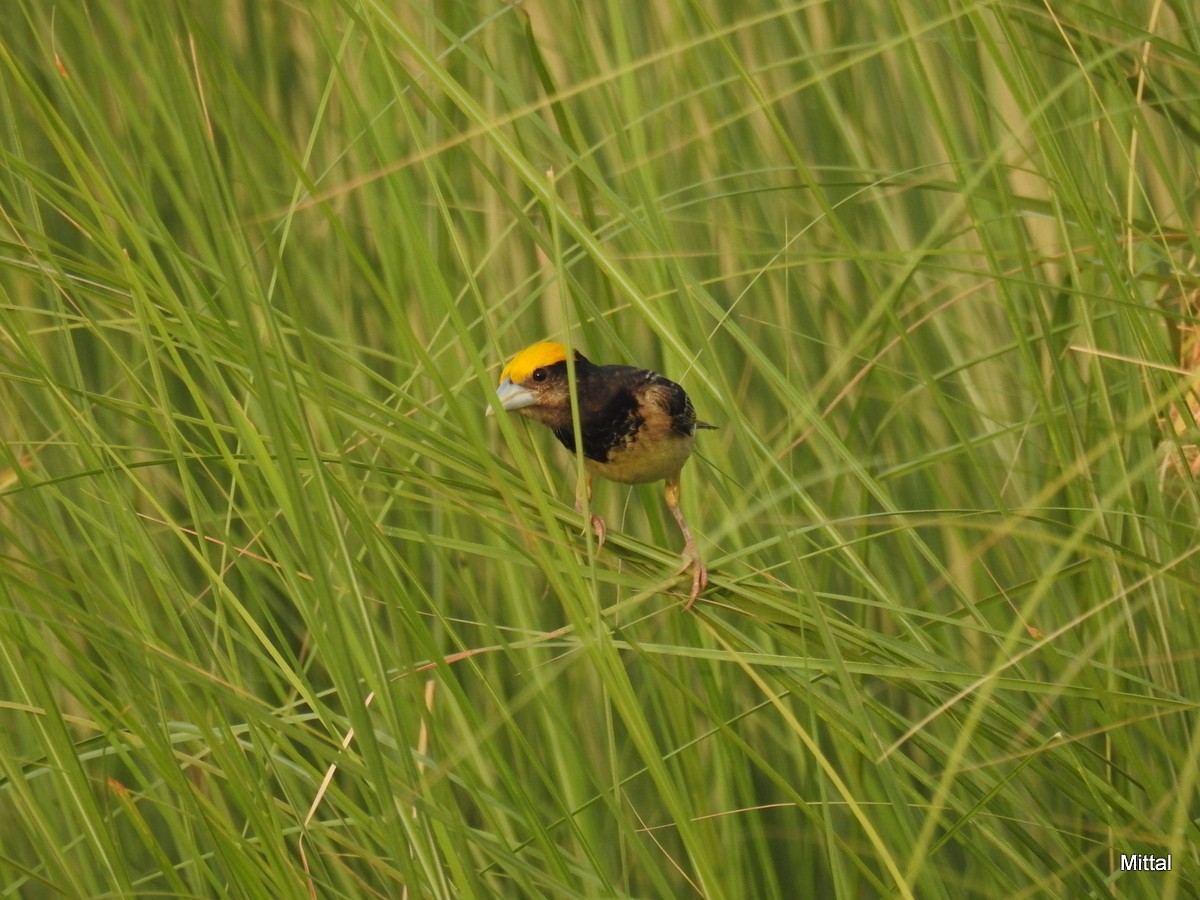 Black-breasted Weaver - ML61717701