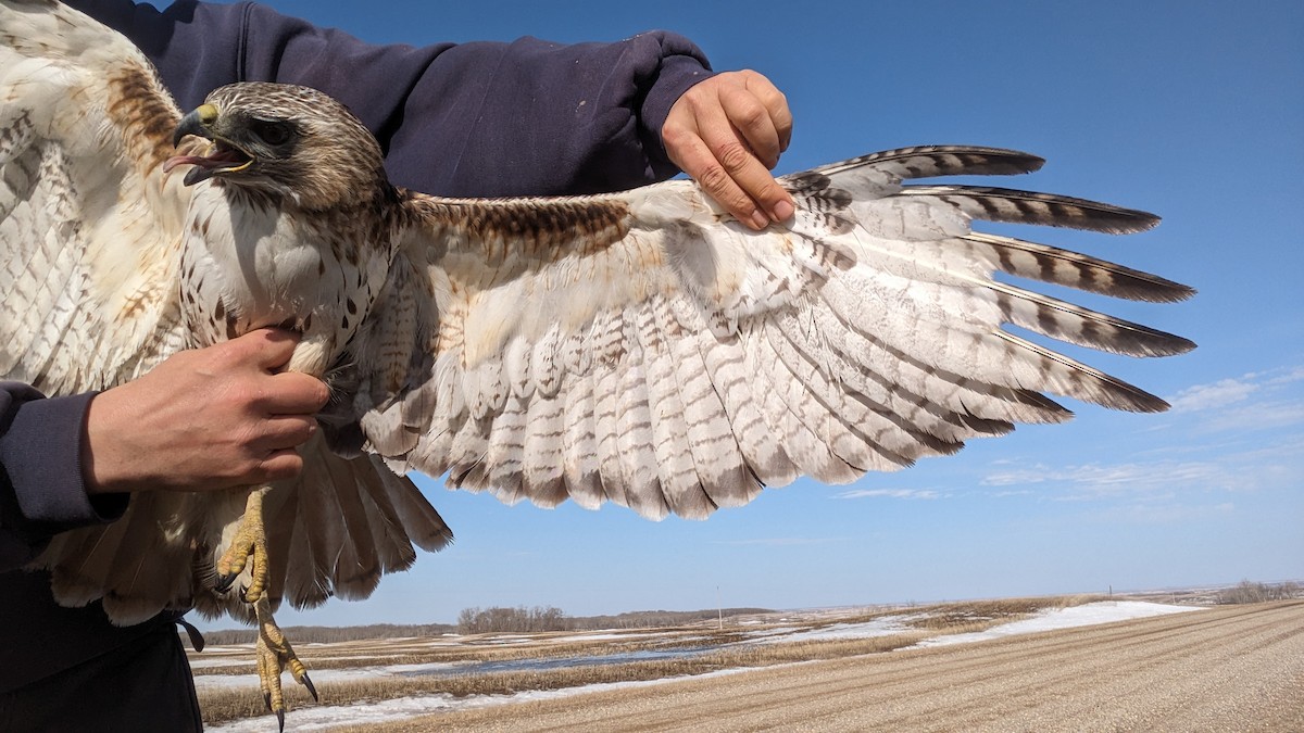 Red-tailed Hawk (borealis) - ML617177021