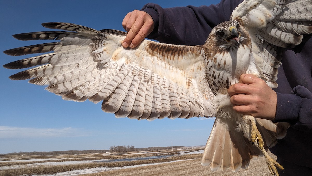 Red-tailed Hawk (borealis) - ML617177030