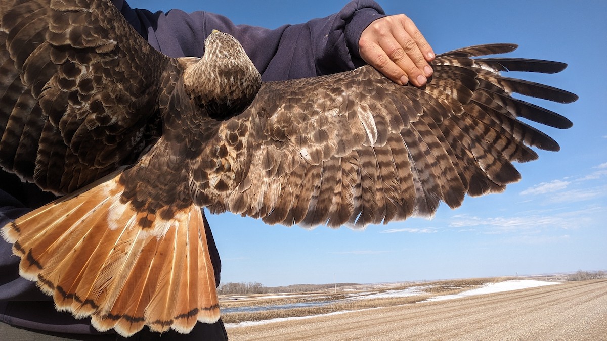 Red-tailed Hawk (borealis) - ML617177037