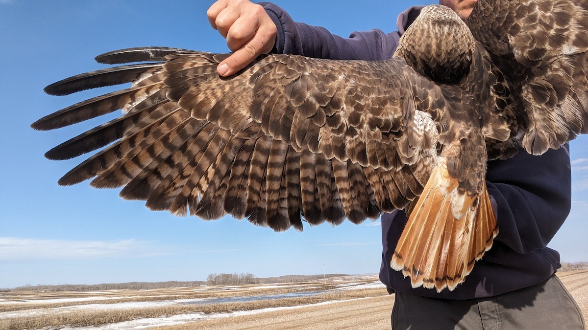 Red-tailed Hawk (borealis) - ML617177038