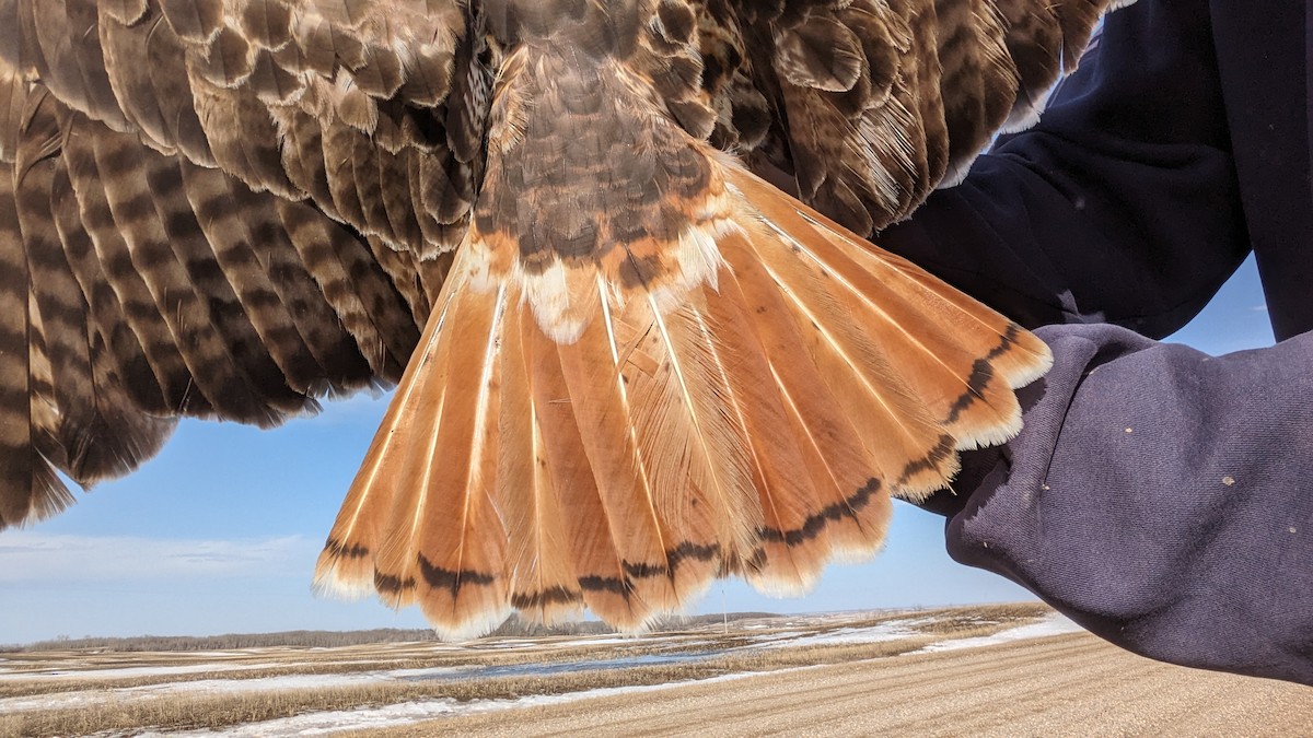 Red-tailed Hawk (borealis) - ML617177040