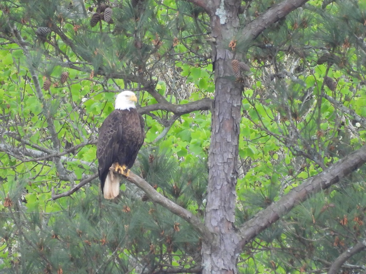 Bald Eagle - Mark DiGiovanni