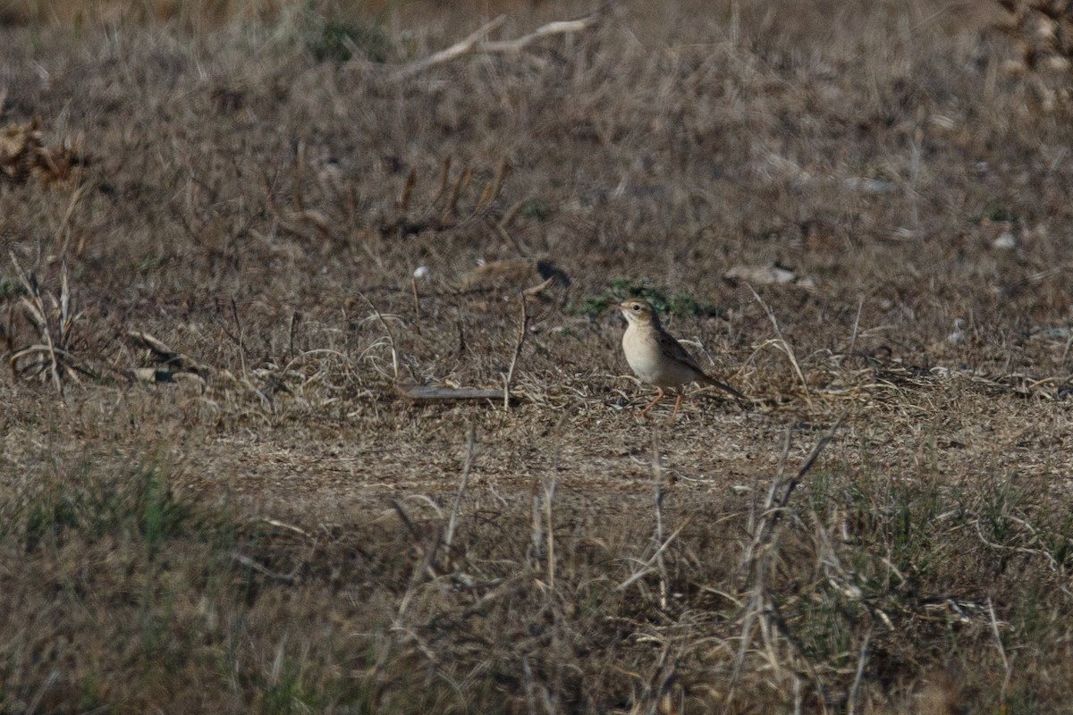 Tawny Pipit - ML617177059